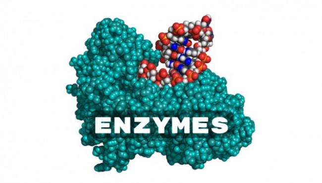 Vô hiệu hóa enzym có thể ngăn chặn bệnh tiểu đường, tim mạch