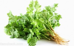 Rau mùi tươi giúp sản phụ sau sinh tăng tiết sữa, lợi sữa