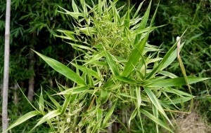 Các bài thuốc đông y từ lá tre chữa bệnh hiệu quả