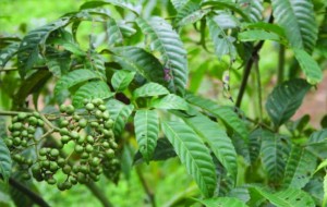 Cây mật gấu, củ rối Ấn có thể hỗ trợ ngăn ung thư