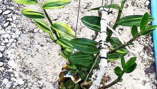 Người bán chậu lan Giả hạc 5 tỷ phải nộp thuế bao nhiêu?