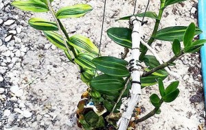 Người bán chậu lan Giả hạc 5 tỷ phải nộp thuế bao nhiêu?