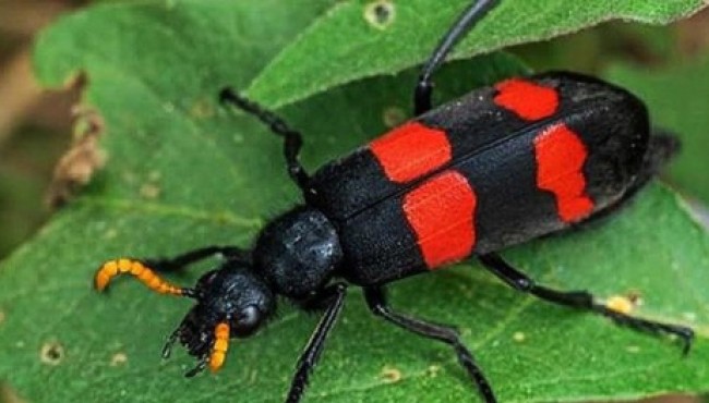 Sâu ban miêu đang được người dân săn lùng có thể gây ‘mất mạng’