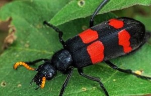 Sâu ban miêu đang được người dân săn lùng có thể gây ‘mất mạng’