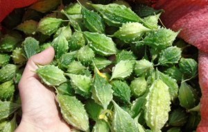 Nông dân trồng khổ qua rừng kiếm 400 triệu đồng mỗi năm