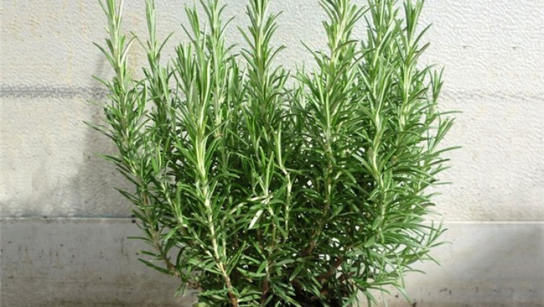 Hướng dẫn trồng cây hương thảo giúp giảm stress, đuổi muỗi hiệu quả