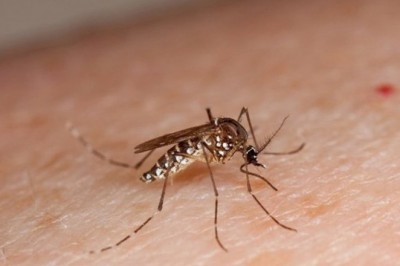 Bài thuốc Đông y hỗ trợ phòng trị sốt xuất huyết