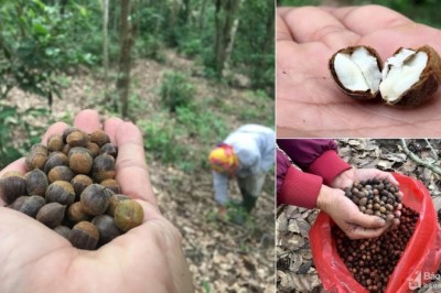 Vào rừng nhặt hạt dẻ, người dân thu gần nửa triệu mỗi ngày