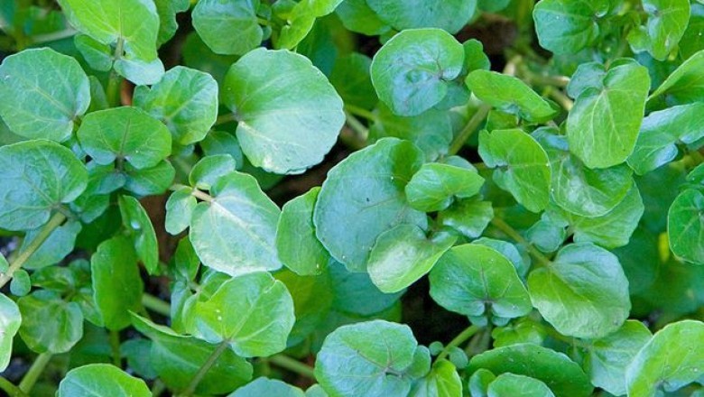 Ăn cải xoong sống coi chừng nhiễm sán lá gan lớn