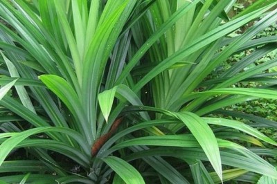 Bài thuốc từ lá dứa thơm