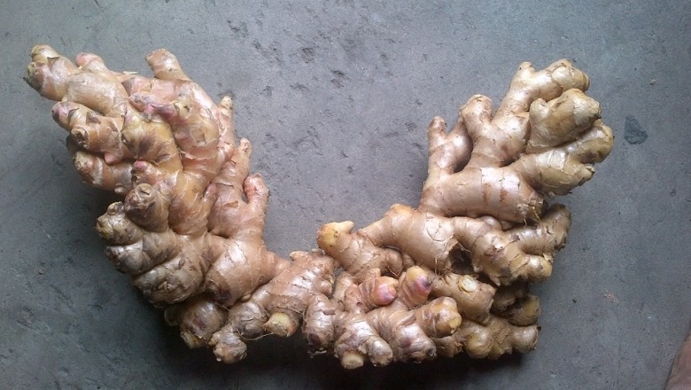 Đăng ký bảo hộ chỉ dẫn địa lý cho sản phẩm gừng Kỳ Sơn