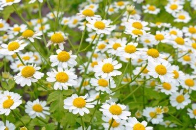 Cúc ngải vàng - thảo dược hỗ trợ chữa chứng đau nửa đầu