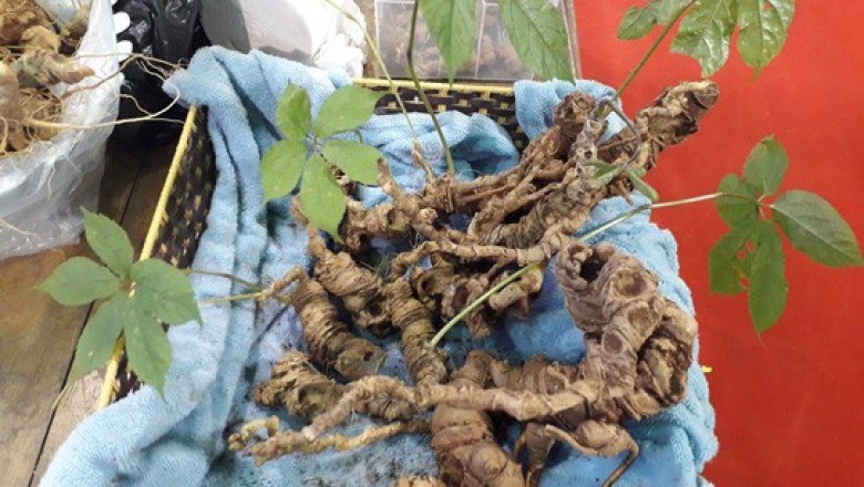 Ngăn chặn nạn sâm Ngọc Linh giả