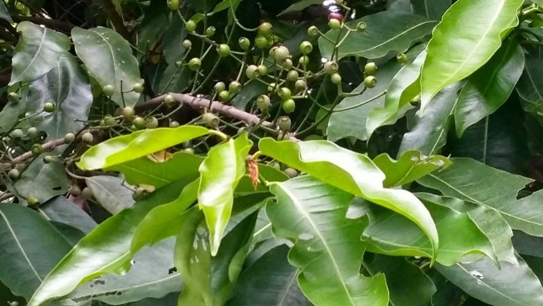 Tác dụng của việc uống nước lá vối đối với sức khỏe