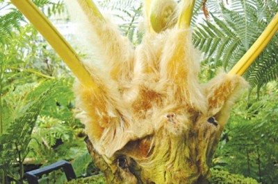 Vị thuốc Cẩu tích