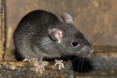 Vì sao Chuột là biểu tượng xấu trong 12 con giáp