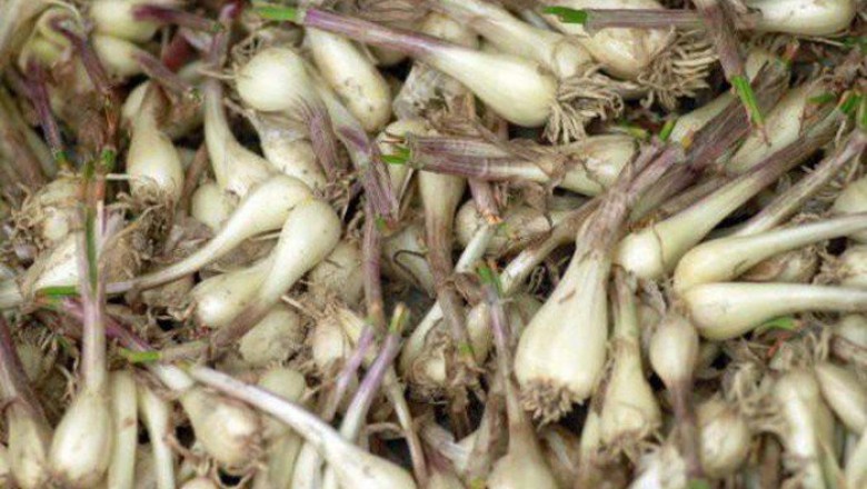 Tác dụng chữa bệnh của củ kiệu