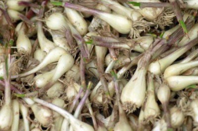 Tác dụng chữa bệnh của củ kiệu