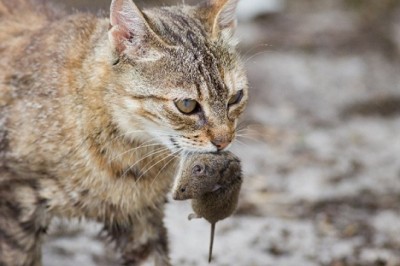 Trong năm 2020, có 4 con giáp cần thận trọng trong việc làm ăn, tránh mất tiền hỏng việc