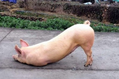 Chuyện heo quỳ xuống xin tha mạng khiến cả dòng họ ăn chay