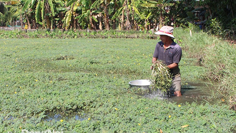 Làm giàu với cây rau nhút