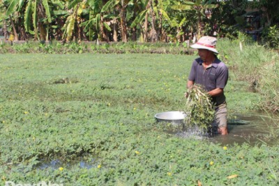 Làm giàu với cây rau nhút