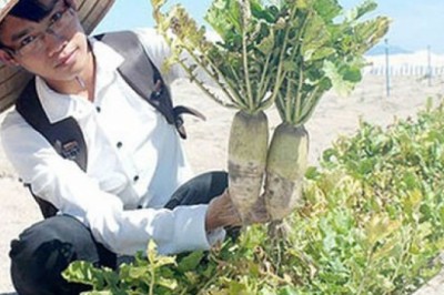 Dự án trồng rau trên cát bị thua lỗ