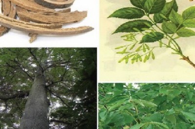 Phân biệt vị thuốc tần bì và trần bì