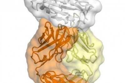 Phát hiện điểm yếu của Virus corona
