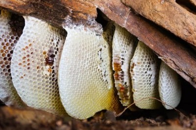 Thuốc tốt trị viêm phế quản từ Mật ong