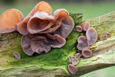 Những thực phẩm chứa chất cực độc gây ung thư gan