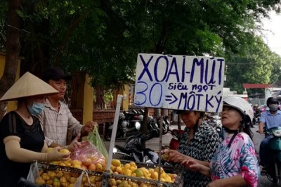 Hơn 700 tấn xoài mini Trung Quốc đổ bộ chợ TP.HCM