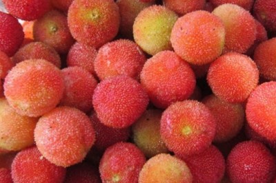 Phát hiện quần thể gần 40 cây thanh mai cổ thụ trong rừng Si Ma Cai