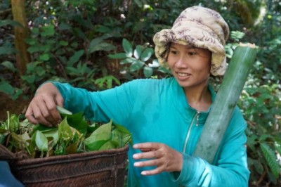 Đổ xô lên núi hái lá bép, rau lá bép là cây gì ?