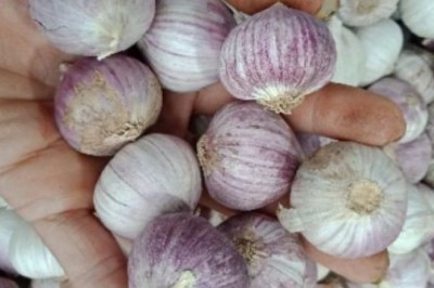 Có nên sử dụng tỏi để tăng sức đề kháng chống dịch COVID-19?