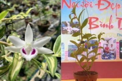 Phi điệp đột biến: Tiên đoán đau lòng của thầy Tám Ngọc