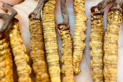 Đông trùng hạ thảo tăng cường sinh lý cho nam giới