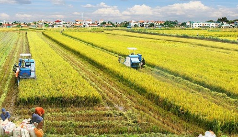 Tiêu chuẩn an toàn giúp cộng đồng nông nghiệp canh tác