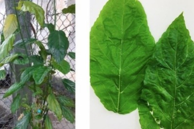 Bé gái một tuổi bị tan máu do ăn lá cây lộc mại chữa táo bón