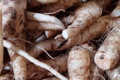 Làng đồi gò trước nghèo rớt mồng tơi nay đổi đời nhờ trồng thứ sâm bổ dưỡng này đây