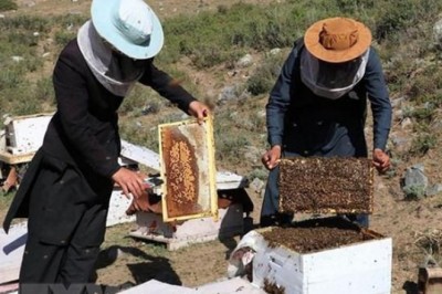 Tìm ra cơ chế cải thiện hệ miễn dịch của sữa ong chúa