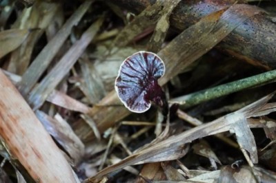 Người dân săn nấm linh chi trong rừng sâu