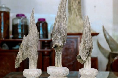 Nghề trồng cây dó trầm