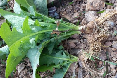 Cơ hội của dược liệu hữu cơ trên thị trường châu Âu