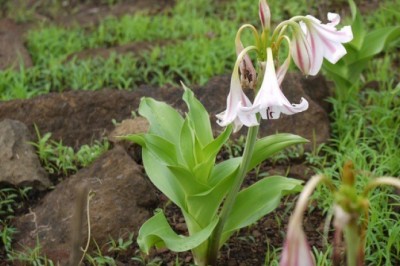 Tác dụng của cây trinh nữ hoàng cung trong điều trị ung thư