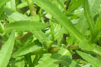 Phân biệt hình thái và tác dụng dược lý của Rau ngổ và Rau om