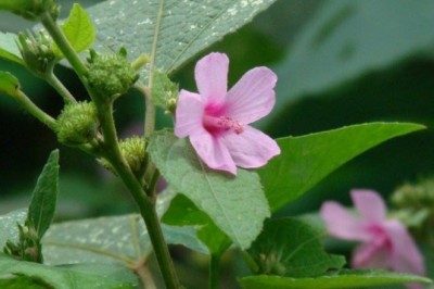 Nuôi rễ cây ké hoa đào tạo hoạt chất trị tiểu đường type 2