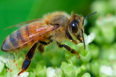 Tìm ra 'thần dược' chữa ung thư từ nọc độc của loài ong mật