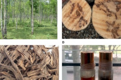 'Gỗ của các vị thần' xuất hiện khắp Việt Nam, giá ngỡ ngàng hơn 2 tỷ/kg