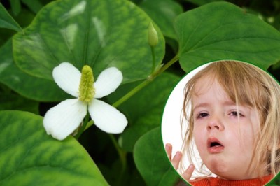 Bài thuốc chữa ho từ các loài hoa